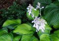 Funkia - HOSTA SHEILA WEST
