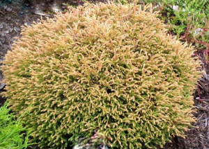 Túja GOLDEN TUFFET