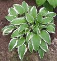 Funkia - Hosta SHOGUN