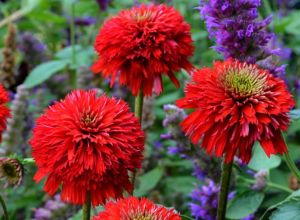 Echinacea SECRET LOVE