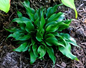 Hosta TWISTER