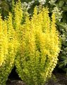 Berberys Thunberga AUREA NANA