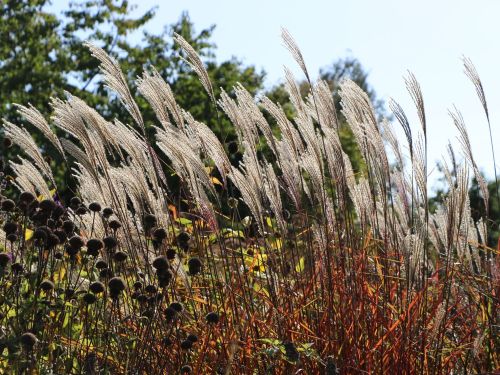 Miscanthus čínsky DRONNING INGRID