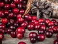 Żurawina wielkoowocowa HOWES