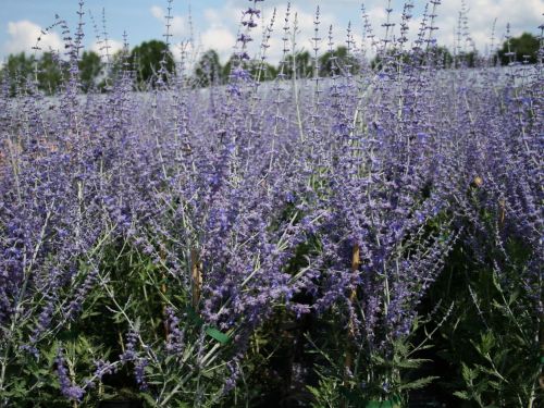 Perovskia abrotanifolia  BLUE SPIRE