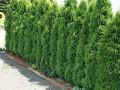 Żywotnik Zachodni thuja AUREOSPICATA
