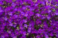 Żagwin Axcent DEEP PURPLE