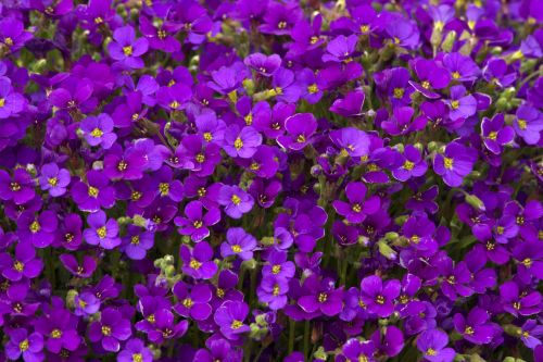 Tarica  Axcent DEEP PURPLE