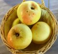 Jabłoń KRONSELKA