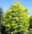 Wierzba Sachalińska GOLDEN SUNSHINE