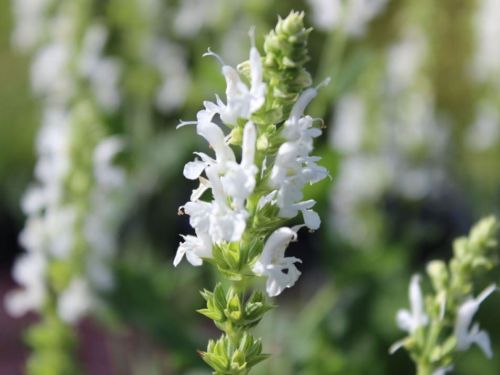 Šalvia omáčková MERLEAU WHITE