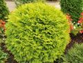 Thuja GOLDEN GLOBE