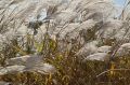 Miskant Cukrowy