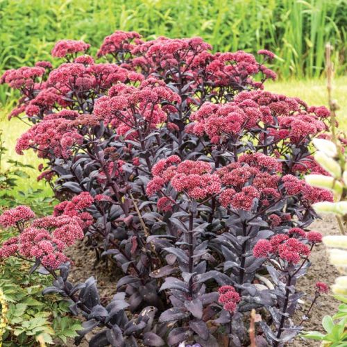 Rozchodník  JOSE AUBERGINE