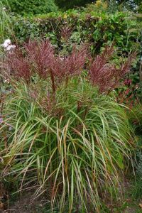 Miscanthus čínsky ROTSILBER