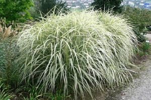 Miscanthus čínsky  VARIEGATUS