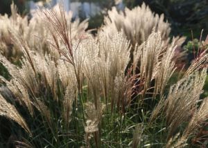 Miscanthus čínsky YAKUSHIMA 