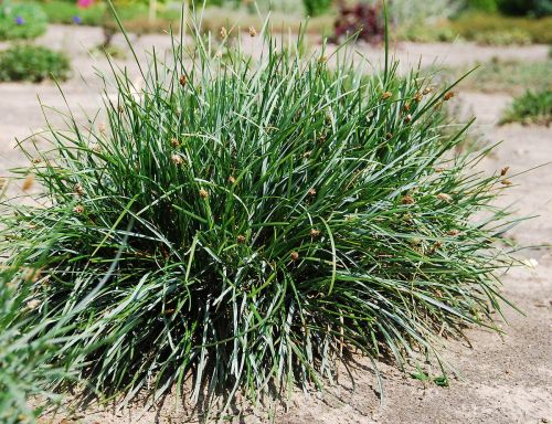 Sesleria Skalná