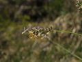Sesleria Skalna