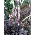 Pluskwica Prosta ATROPURPUREA