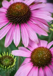 Echinacea purpurová Prairie Splendor Compact Rose