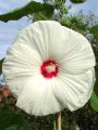 Hibiskus OLD YELLA