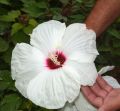 Hibiskus OLD YELLA