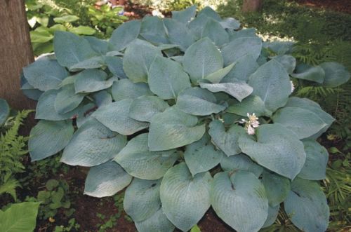 Hosta BIG MAMA