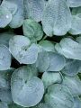 Funkia - Hosta BIG MAMA