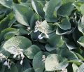 Funkia - Hosta BIG MAMA
