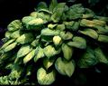 Funkia - HOSTA SHEILA WEST