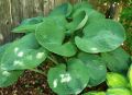 Funkia - Hosta BRESSINGHAM BLUE