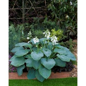 Hosta BRESSINGHAM BLUE