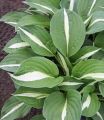 Funkia - Hosta WHITE BIKINI