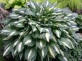 Funkia - Hosta WHITE BIKINI