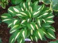 Funkia - Hosta WHITE BIKINI