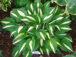Hosta WHITE BIKINI