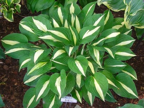 Hosta WHITE BIKINI
