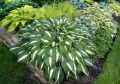 Funkia - Hosta WHITE BIKINI