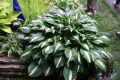 Funkia - Hosta WHITE BIKINI