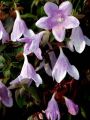 Abelia Grandiflora PINKY BELLS