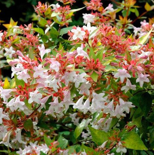 Abelia veľkokvetá