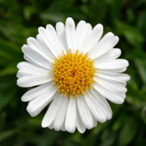 Alpská astra ALBUS