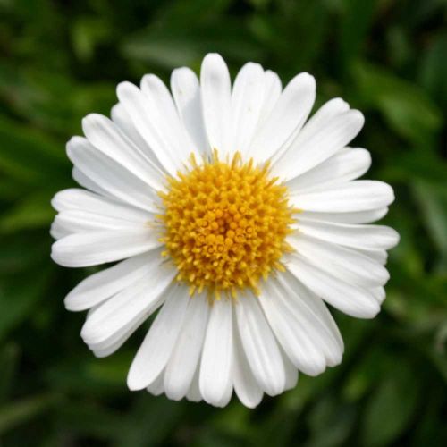 Alpská astra ALBUS