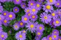 Aster Alpejski DUNKLE SHONE
