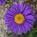 Aster Alpejski DUNKLE SHONE
