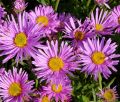 Aster Alpejski HAPPY END