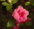 Azalia japońska ROSEBUD