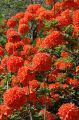 Azalia MANDARIN LIGHTS