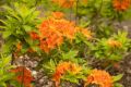 Azalia MANDARIN LIGHTS
